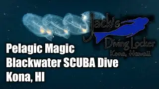 What It&rsquo;s Like to Do a Pelagic Magic Night Dive (Jack&rsquo;s Diving Locker)