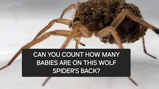 Wolf Spider Carries Hundreds of Babies - Ultimate Mother's Day Special!