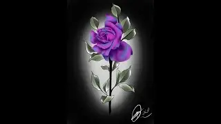 midnight rose