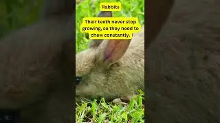 Daily Animal Tidbits: Rabbits