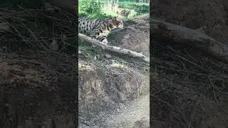 Crazy kitty #cat #outdoors #hunting #adventure #feline