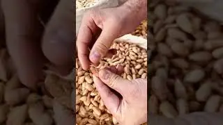 American Badam (Almonds)