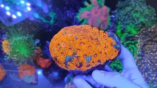 [Submersa] - Acanthastrea Echinata 24K