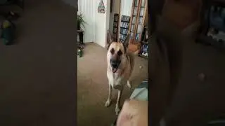#everyone #germanshepherd #subscribe #fypシ #ballislife #dogmom #doggo #play #puppylove