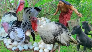 Women and Monkey  Pick Turkey Bird egg and Chicken - Catch Turkey Bird egg for food In the afternoon