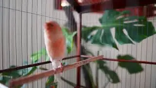 The Most Magical Canary Training Using Belgian Canary Sound