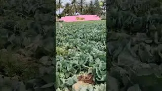 Cabbage 🥬 Before and after #agriculture #farming #farmer @Farm_Facts_farmer 🌾🌾