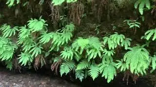 Fern Canyon - Walk the Fern Canyon Loop Trail