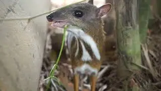 Mouse Deer Eat Tomato