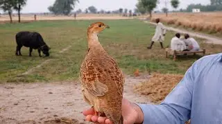teeter|teeter ki video ko upload ka tarika|25Jan 2026teetar ke bacche ki awaaz|female parrot calling