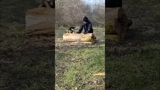 survival skills#survival #bushcraft #dogs #camping #lifehacks