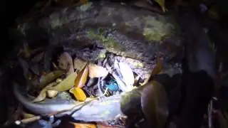 Night walk in the jungle @ Bako National park vlog 17