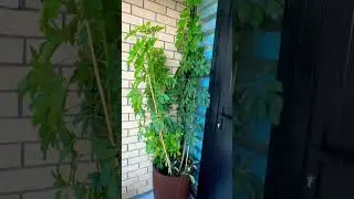 Cutting😢😢tall Schefflera #viral #trending #care #plant#pruning #satisfying