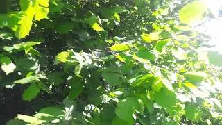 Пение лесных птиц. Грузинская деревня . Singing forest birds.  Georgian village.