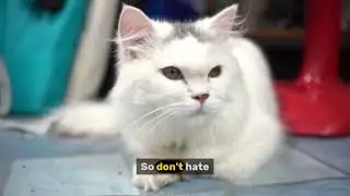 🐱Fitness Cat&rsquo;s Secret Cheat Day #cat #shorts