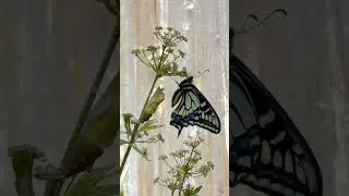 Born at Noon #Emergence #shuttertolight #butterfly #nature #photography