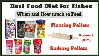 மீன்களுக்கு சிறந்த உணவு | Best Food for Your Fish | What, When & How Much to Feed | Feeding Guide