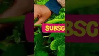 Snake lily plant 🐍 #short #youtubeshorts #plant