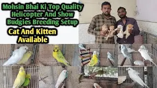 Mohsin Bhai Ka Top Quality TCB Show Budgies And Helicopter Budgies Breeding Setup Bhavnagar