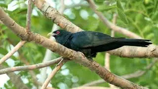 Beauty of Nature | Koel Bird Sound,Black Koyal Bird, Cuckoo Bird Song, Koyal ki Sound,Nature World