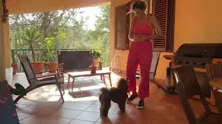 Psquared Small Wonder (Vicki) Barbone nano 8 mesi. Poodles Barboncino