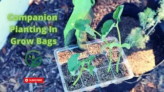 How to Companion Plant in Fabric Grow Bags! l Best Way to Garden In Grow Bags! l GWM