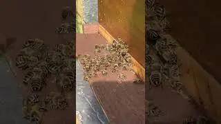 #backyardbeekeeping #cleaning # chicken ##ukbeekeeper