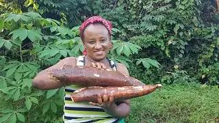 How to easily harvest  cassava Ugandan style#cassava #cassavaroots #cassavachips #harvest #farming
