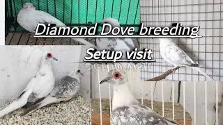 Red Pied Dove. Breeding Progress #breedingprogress |  dove. breeding tips | birds breeding formula