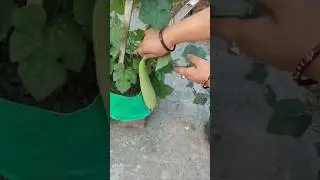 Sponge gourd harvesting | roof garden| organic vegetables | ghura sabji | #blog #garden