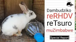 Dambudziko reRHDV kuTsuro | The RHDV Rabbit Disease Crisis in Zimbabwe | Zimbabwean Agriculture