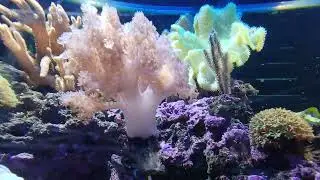 Colt Coral