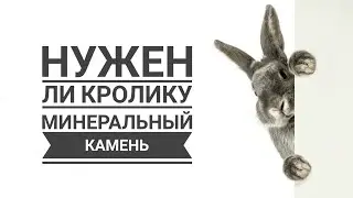 Нужен ли декоративному кролику минеральный камень | Does a decorative rabbit need a mineral stone?