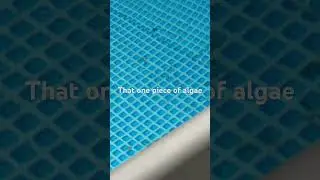 😭#algae #pool #shorts #sad_status