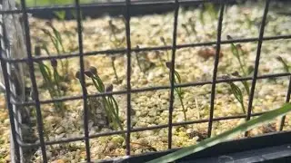 Growing bonsai for free (Japanese black pine edition)