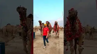 CAMEL ATTACK 😱#camel #attack #shorts #youtubeshorts