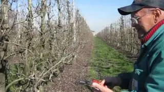 LEZIONE # 20 POTATURA PERE - COME RICAMARE LA PIANTA DEL PERO