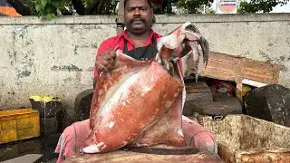 KASIMEDU SPEED SELVAM 🔪🔪🦑🦑SQUID AMAZING CUTTING SKILLS #fishcuttingskills