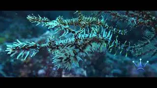 Ornate Ghost Pipefish: Liquid Motion Underwater Videos, Cinematography, Underwater Footage & Films