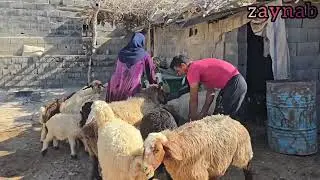 #love_story Zainab and Salman in hard work, disrespecting grandmother