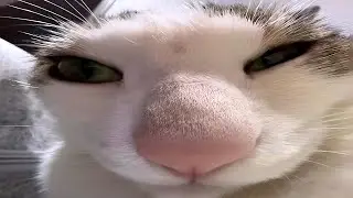 cats being weird