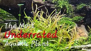 Introducing the most underrated plant in the hobby - Potamogeton Gayi