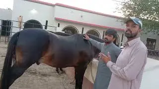 the big horse farm Mahar Raju Purbana horse Fakhriy Punjab Shaheen and malook please my channel subs