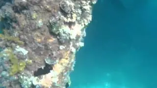 Encounter with a scary fish