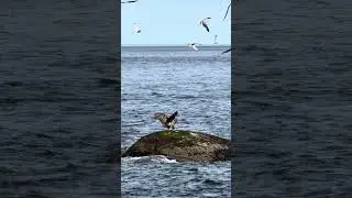 Sea Eagle flying above arctic circle Harstad Norway #travelvlog #eagles #norway #birds #birding