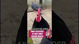 Battle of the crowing roosters! With 17 different, fancy chicken breeds #rooster #backyardchickens