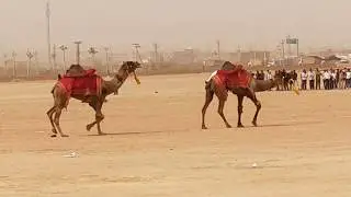 Desert festival 2019 BSF Camel Tattoo Show