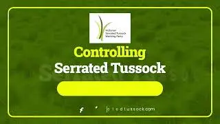Treating the Noxious Weed, Serrated Tussock using broad-acre non selective spraying or a boom spray.