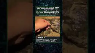 The Defense Mechanism Behind Pufferfish