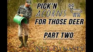 Picking Up Acorns For Deer&nbsp;Bait, Part Two